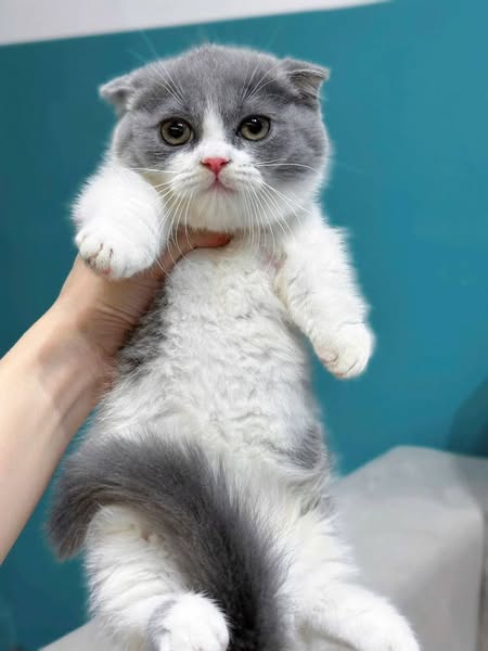 Munchkin Fold