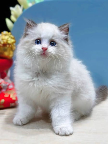 Ragdoll