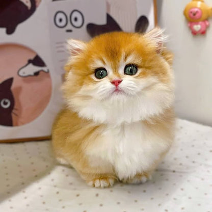 Munchkin Longhair