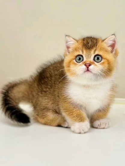 Munchkin