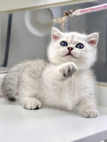 Munchkin