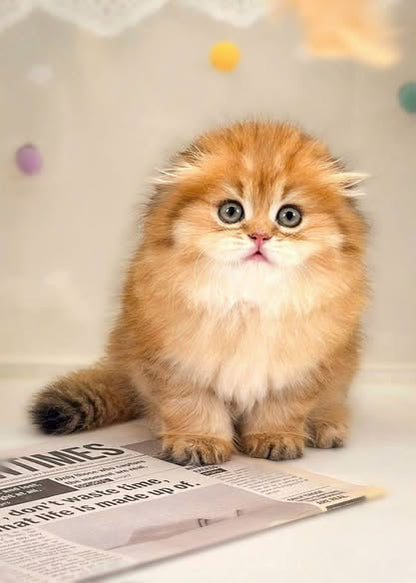 Scottish Fold