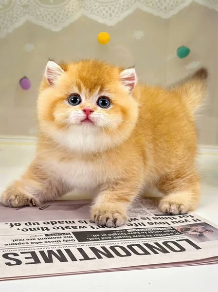 British Shorthair