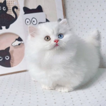 Munchkin Longhair