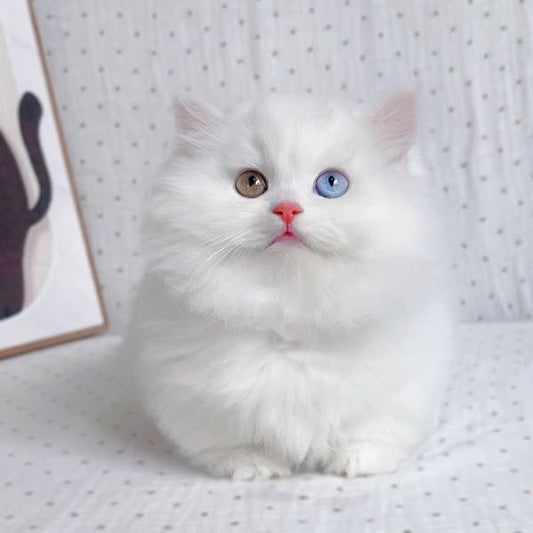 Munchkin Longhair