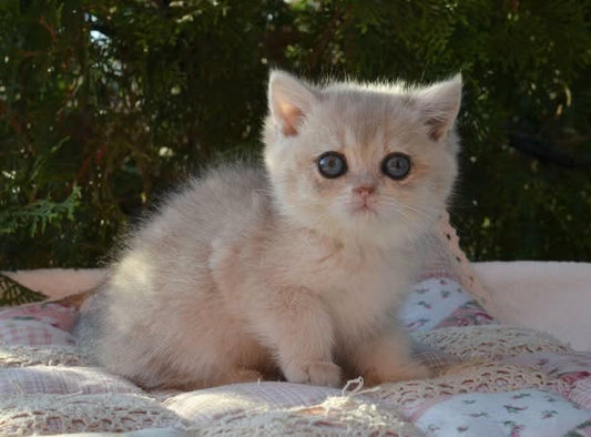 British Shorthair