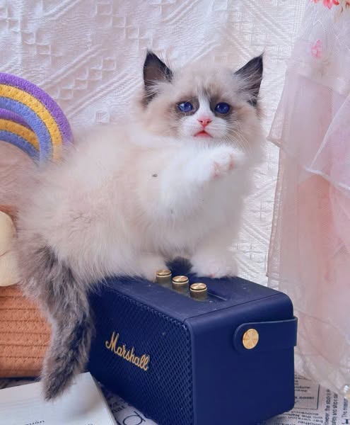 Ragdoll
