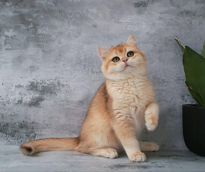 British Shorthair