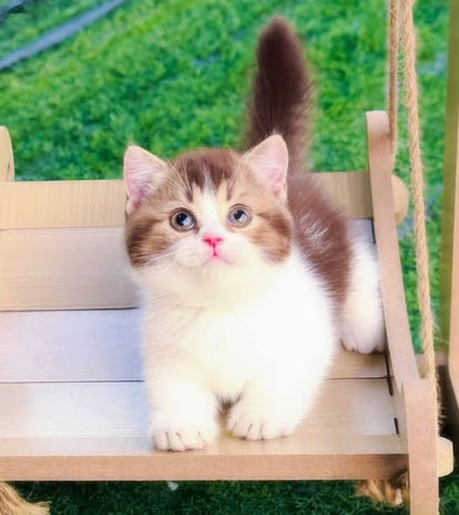 Munchkin