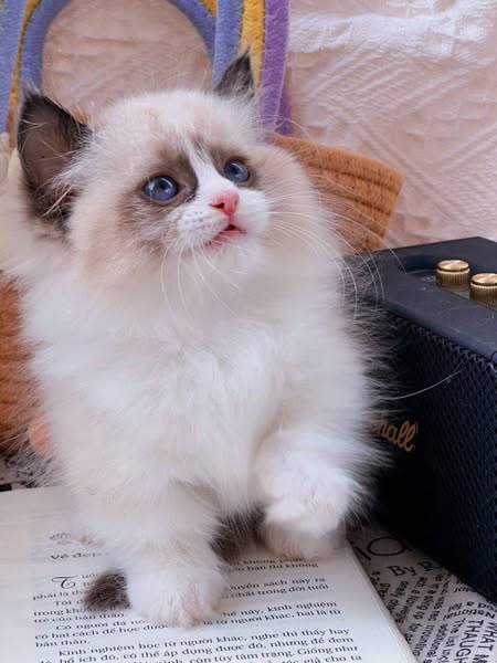 Ragdoll