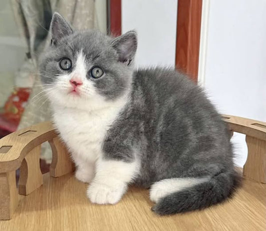 Munchkin