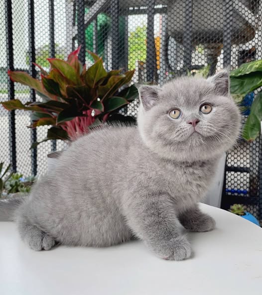 Scottish Fold