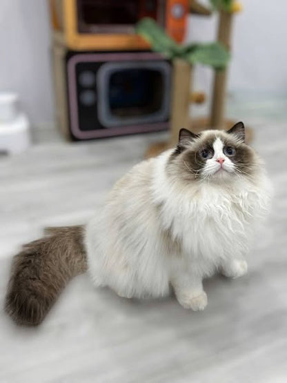 Ragdoll