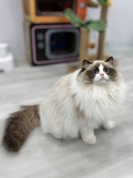 Ragdoll