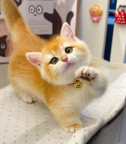 Munchkin