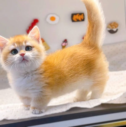 Munchkin