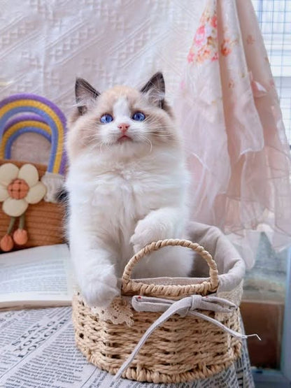Ragdoll