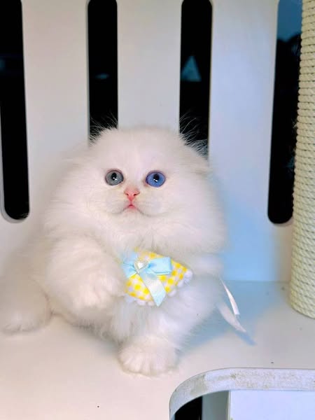 Munchkin Fold