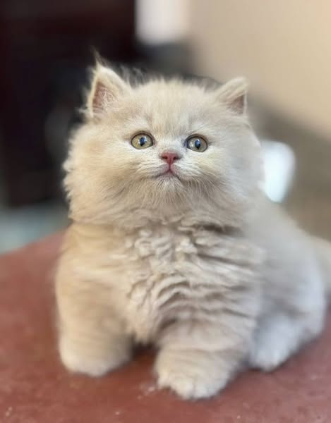 Munchkin Longhair