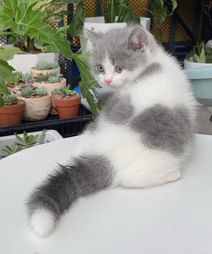 British Shorthair
