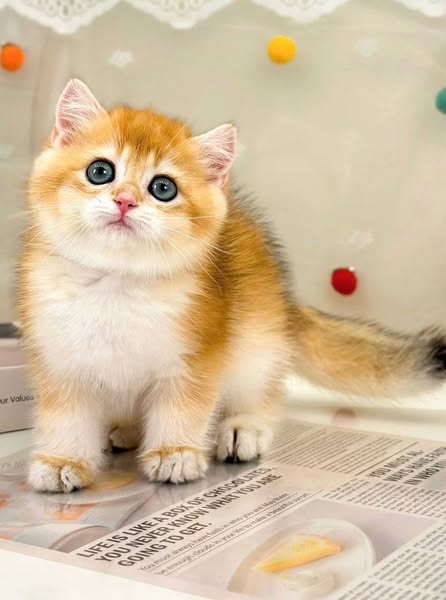 British Shorthair