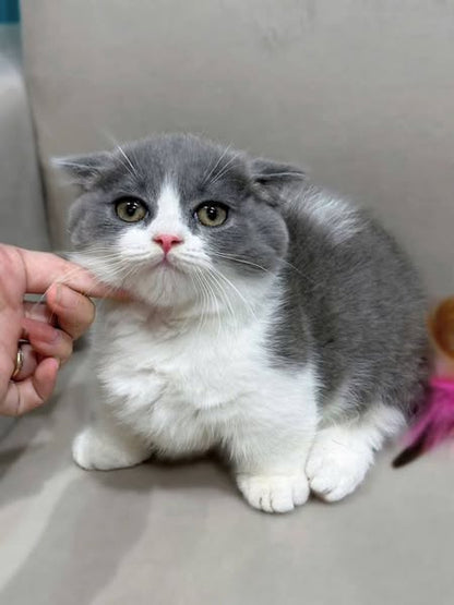 Munchkin Fold