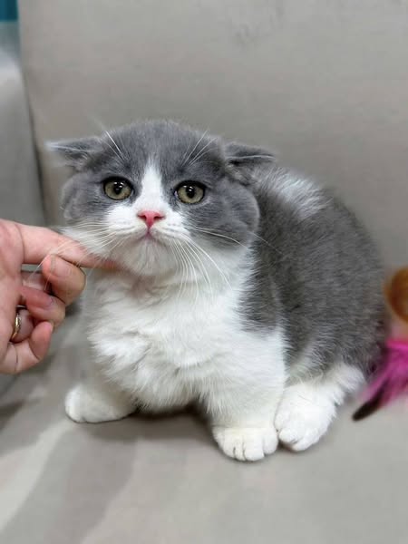 Munchkin Fold