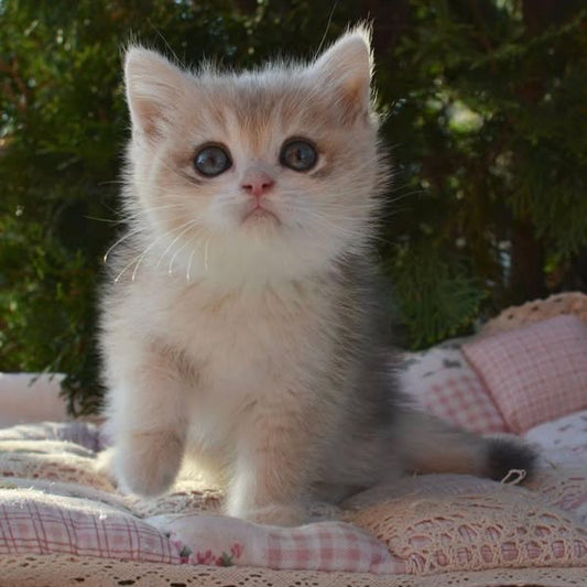 British Shorthair