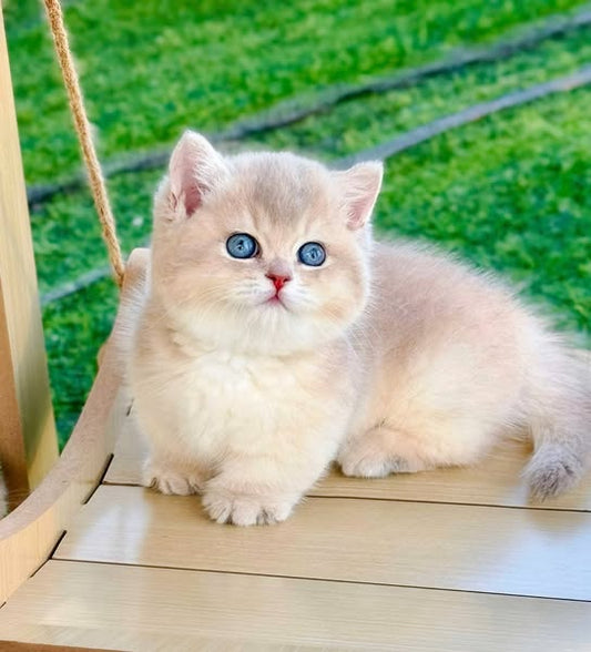Munchkin