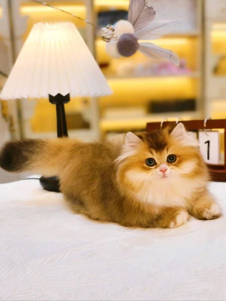 Munchkin Longhair
