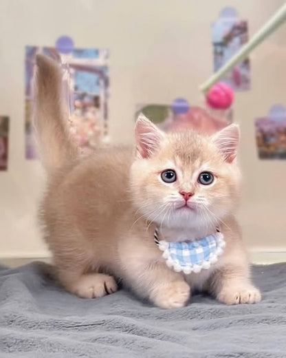 Munchkin