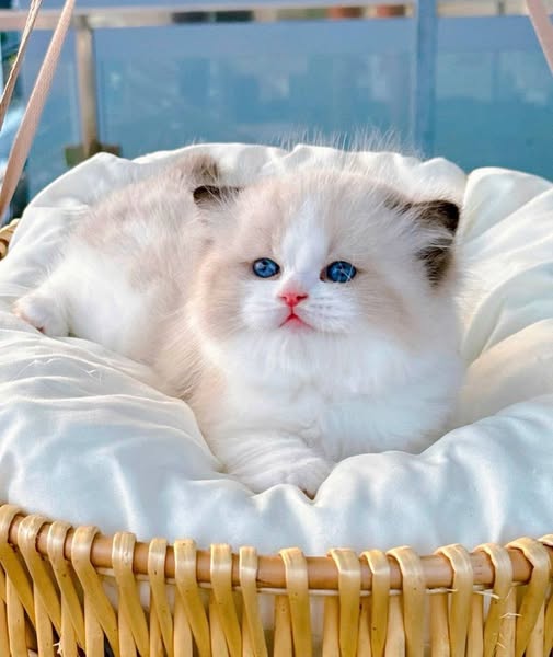 Ragdoll