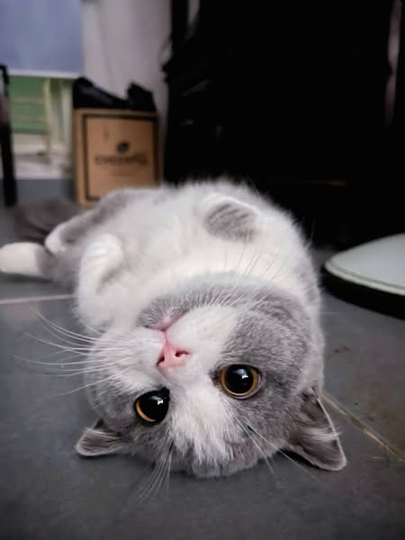 Munchkin