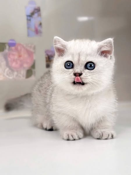 Munchkin