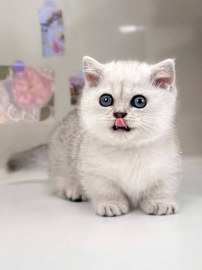 Munchkin