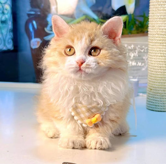 Selkirk Rex Munchkin