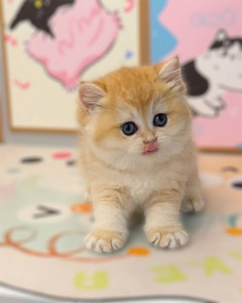 British Shorthair