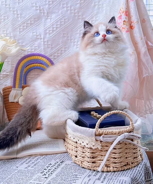 Ragdoll