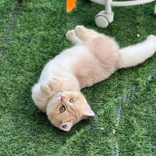 Munchkin