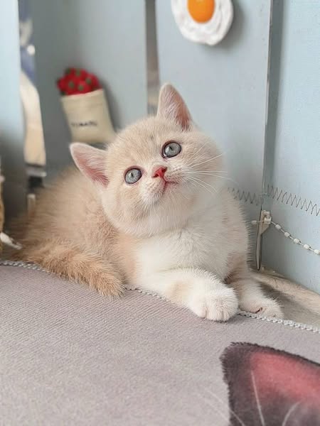 British Shorthair