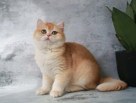 British Shorthair