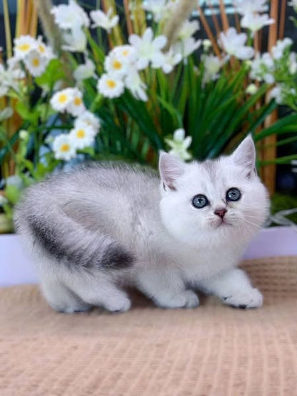 British Shorthair