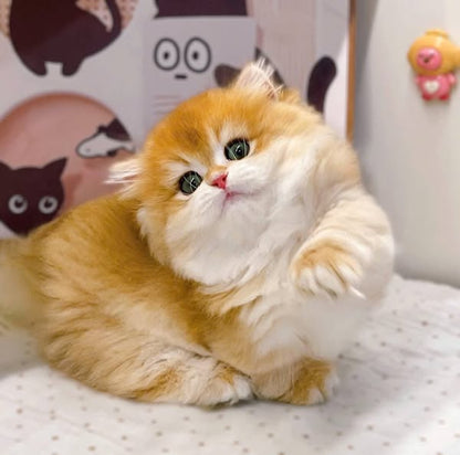 Munchkin Longhair
