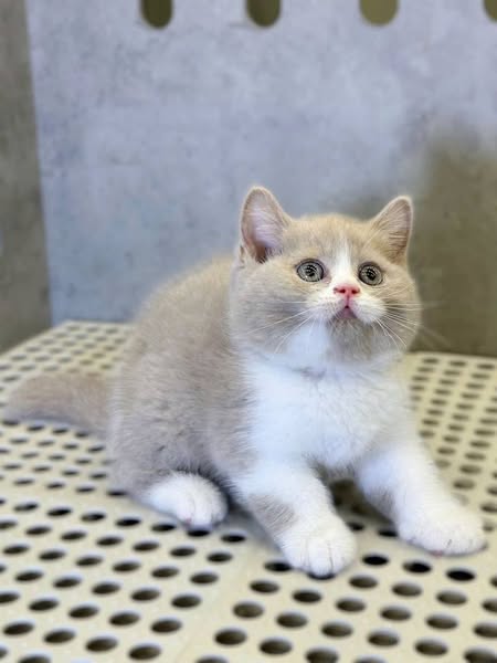 British Shorthair