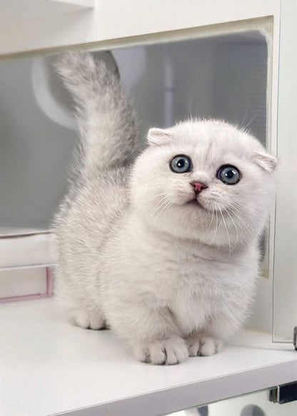Munchkin Fold
