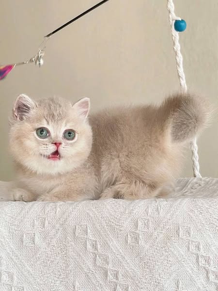 Munchkin