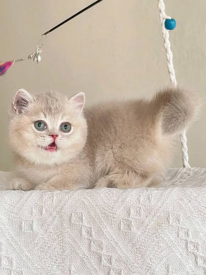 Munchkin