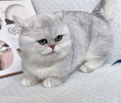 Munchkin