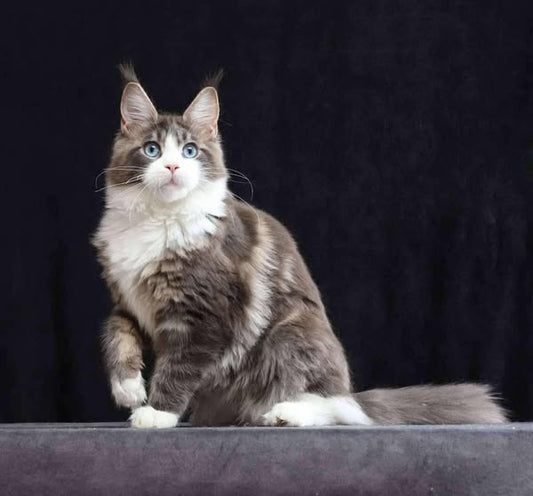 Maine Coon
