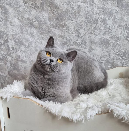 British Shorthair